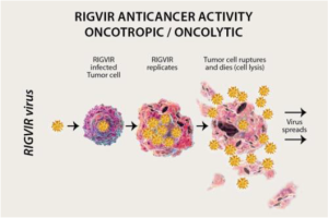 Image of how RIGVIR virus works